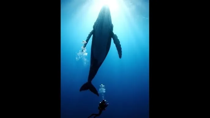 色婷婷 - 深蓝星球：探索海洋深处的未知世界